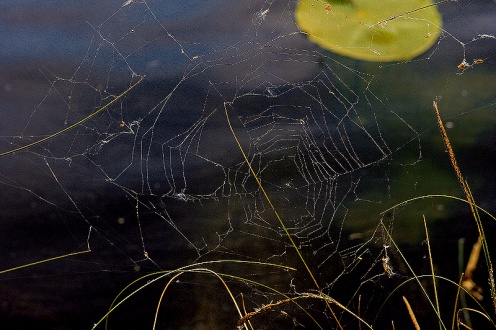 W pajęczej sieci