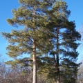 Pinus sylvestris fot. Bruce Marlin/WikimediaCommons