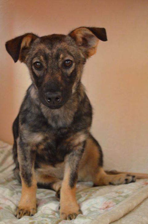 Pies Szuka Domu - 400 adopcji w niespełna dwa lata