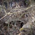 Marzec 2012 - Biegacze znaleźli rannego orła bielika fot. Daniel Frymark