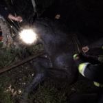 Strażacy z powiatu człuchowskiego uratowali konia. Fot. PSP Człuchów