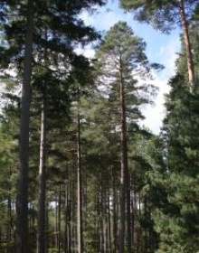Zakaz wstępu do lasu w Parku Narodowym &bdquo;Bory Tucholskie&rdquo;