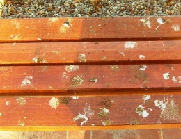 Ptasi problem 