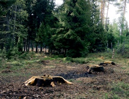Trzebież