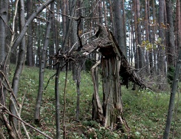 Szkody w lesie