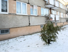 Naturalna czy sztuczna? Co radzi leśnik?