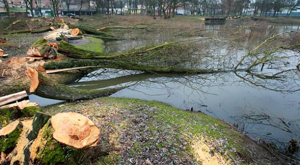 Ponad 180 drzew do wycięcia