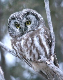 Nocny łowca