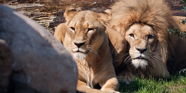 Lwy już są! Zobacz zdjęcia