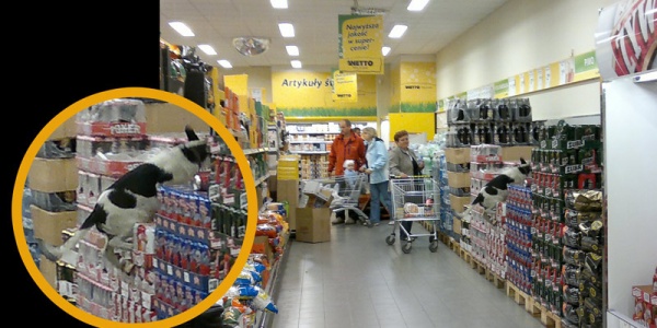 Zobacz, kto wskoczył do marketu na piwo