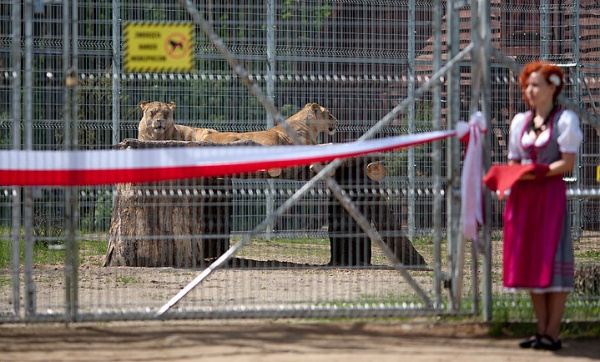 Chrzciny lwicy. Jak dostała na imię?