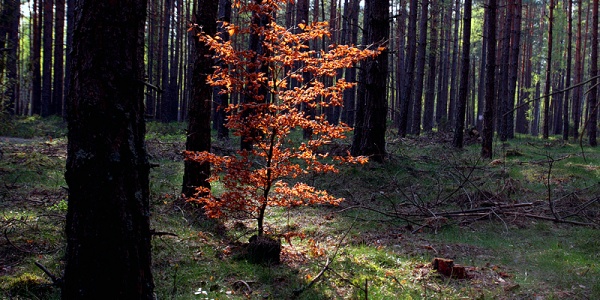 Produkcja pełną parą