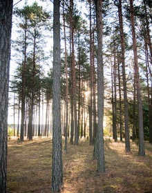 Ile w Polsce mamy lasów?
