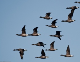 Migracje