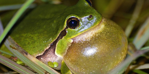 Pavarotti