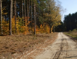 Drzewa w jesiennej szacie (i nie tylko). FOTOGALERIA
