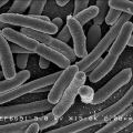 E.coli źródło: WikimediaCommons