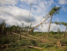 Zaczynają usuwanie powalonych drzew