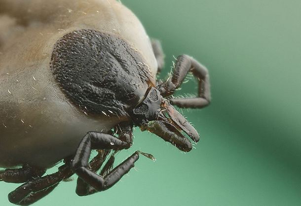 Uważajcie na kleszcze! Mogą być niebezpieczne