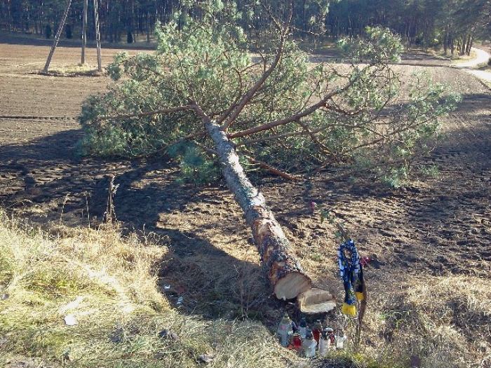 Wycięto feralne drzewo. Policja szuka sprawcy