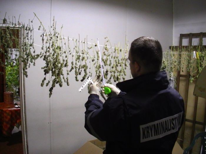Policjanci zlikwidowali plantację konopi w Tucholi (FOTO,WIDEO)