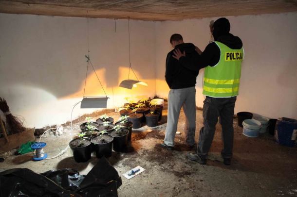 Hodowla konopi indyjskich w gminie Nowa Karczma (FOTO, WIDEO)