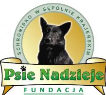 Psy z przytuliska wywiezione. Co się stało?