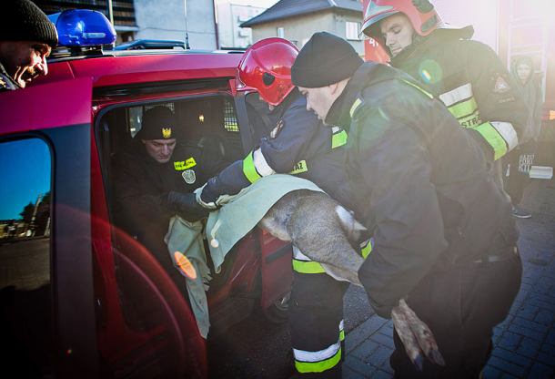 Sarna utknęła w bramie ogrodzeniowej (FOTO)