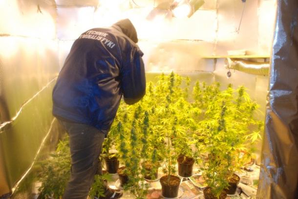 Plantacja marihuany w domku letniskowym