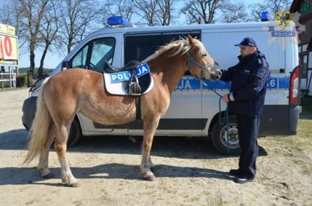 Specjalnie szkolony koń ma pomagać policjantom (FOTO)