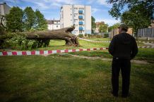 Wicher silniejszy od starej lipy w Chojnicach (FOTO)