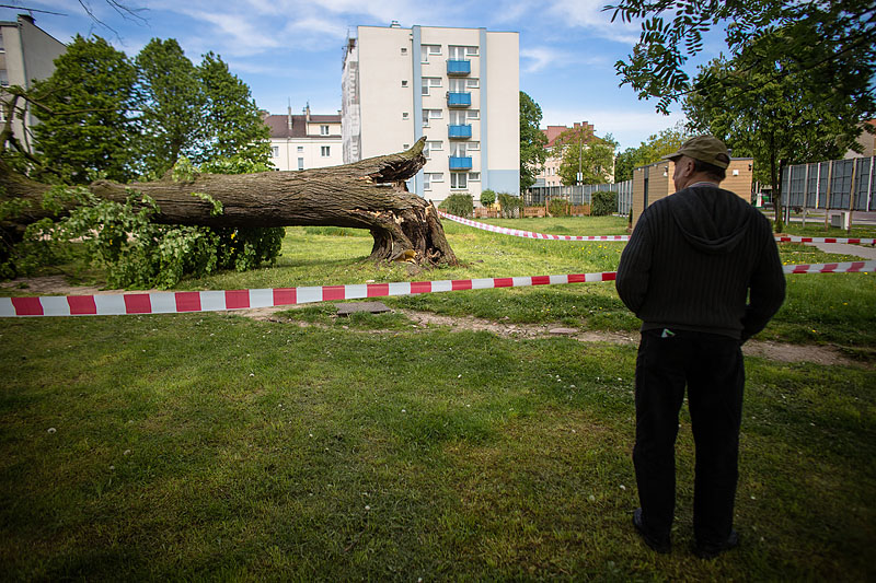 Wicher silniejszy od starej lipy w Chojnicach FOTO