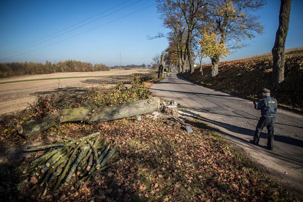 Drzewa znikną, bo są chore (FOTO)
