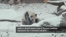 Radość w czystej postaci, czyli panda na (pierwszym) śniegu