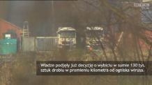 Groźny szczep wirusa ptasiej grypy wykryty w Dolnej Saksonii