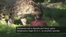 Upały dają się we znaki nie tylko ludziom. Zamrożone pokarmy na ochłodę we francuskim zoo