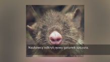W indonezyjskiej dżungli odkryto nietypowego szczura 