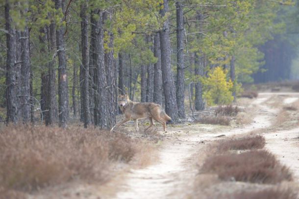 Wilki w powiecie kościerskim (FOTO)