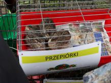 II Powiatowe Targi Ogrodniczo - Rolnicze w Sypniewie (FOTO)