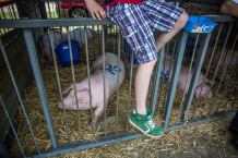 Wraca temat fetoru pochodzącego z świńskiej fermy w Płociczu