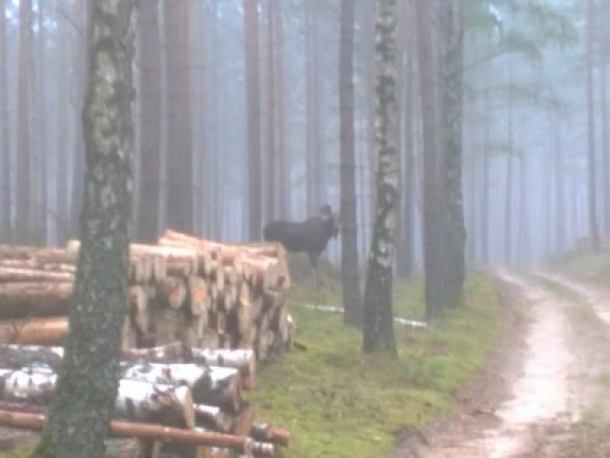 W lasach powiatu kościerskiego pojawiły się łosie