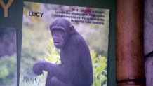 Warszawskie ZOO zlicytuje prace namalowane przez szympansicę
