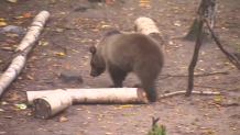 Poznańskie zoo ma kłopoty, bo ratuje zwierzęta. "Ogród zoologiczny to nie schronisko"