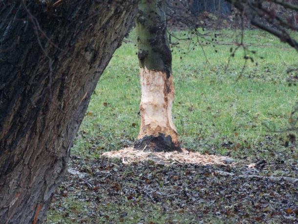 Bobry w centrum Sępólna Krajeńskiego (FOTO)