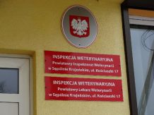 Ptasia grypa w Sępólnie Krajeńskim. Znaleziono dwa martwe ptaki