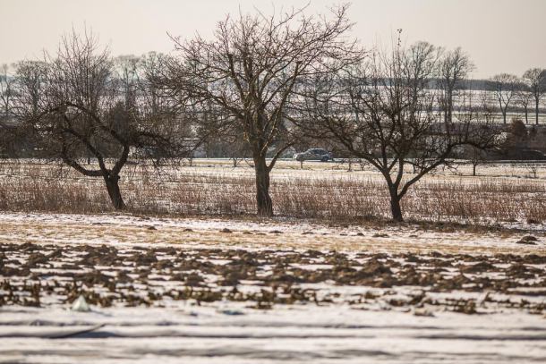 Mieszkańcy Chojnic zdezorientowani po zmianie przepisów dotyczących wycinki drzew