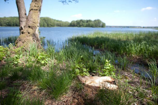 Właściciel działki nad jeziorem pozbył się blisko tysiąca drzew