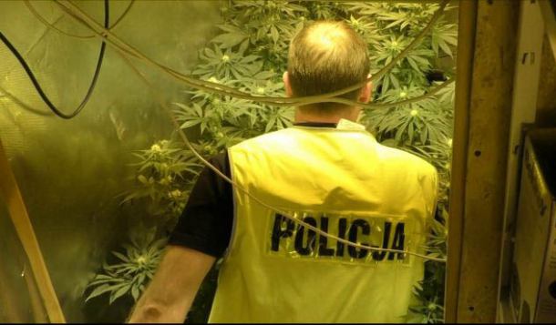 Plantacja marihuany w gminie Chojnice zlikwidowana przez policję