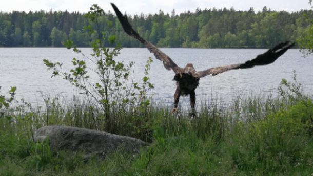 Obrońcy zwierząt uratowali bielika. Ptak zatruł się pentobarbitalem