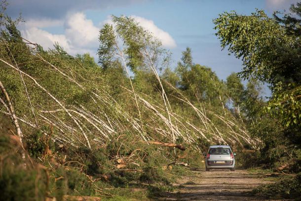 Ogromne straty w lasach regionu
